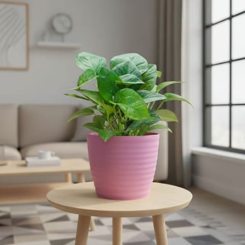 Gift Ready - Money Plant Green in 5 Inch Candy-Blush Pink Avora Premium Plastic Planter