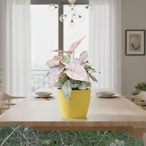 Gift Ready - Syngonium Pink in 5 Inch Bloom Yellow Avora Premium Plastic Planter