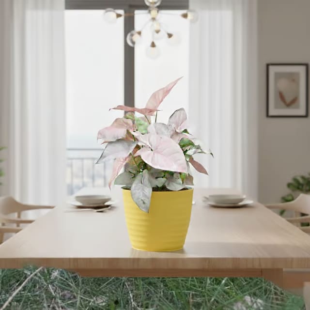 Gift Ready - Syngonium Pink in 5 Inch Bloom Yellow Avora Premium Plastic Planter