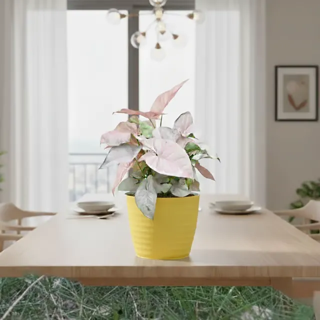 Gift Ready - Syngonium Pink in 5 Inch Bloom Yellow Avora Premium Plastic Planter