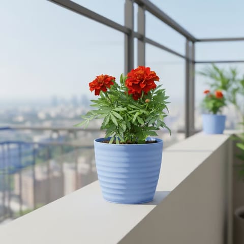 Gift Ready - Marigold / Genda Jafri (Any Colour) in 5 Inch Elvan Blue Avora Premium Plastic Planter