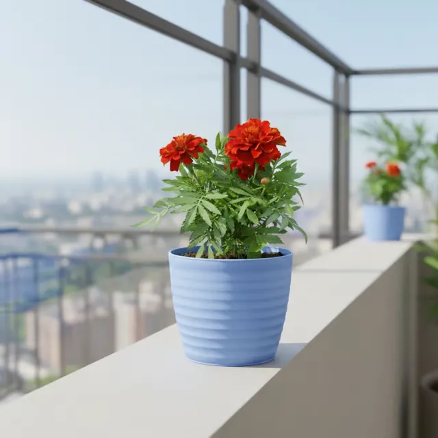 Gift Ready - Marigold / Genda Jafri (Any Colour) in 5 Inch Elvan Blue Avora Premium Plastic Planter