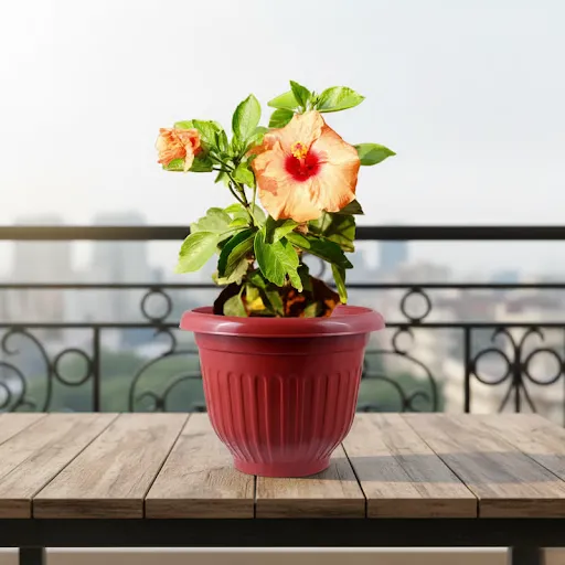 Hibiscus / Gudhal Dwarf (any colour) Pune in 8 Inch Terracotta Red Olive Plastic Pot