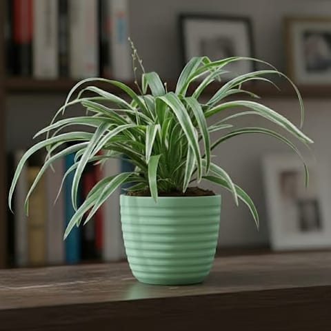 Gift Ready - Spider Green in 5 Inch Live Fresh Plant Pastel Green Avora Premium Plastic Planter in Rohini Sector 2
