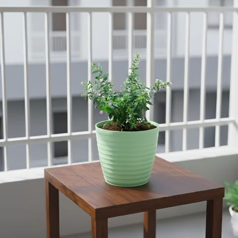 Gift Ready - Cuphea / False Heather White in 5 Inch Pastel Green Avora Premium Plastic Planter