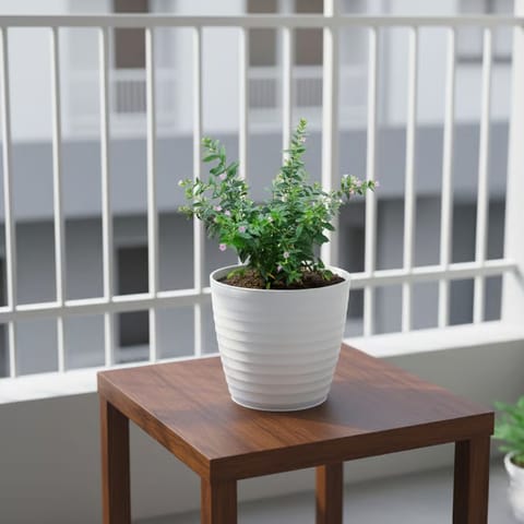 Gift Ready - Cuphea / False Heather White in 5 Inch White Avora Premium Plastic Planter
