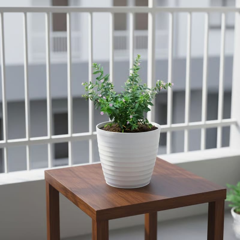 Gift Ready - Cuphea / False Heather White in 5 Inch White Avora Premium Plastic Planter
