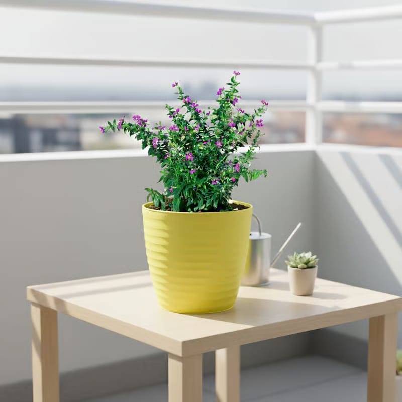 Gift Ready - Cuphea / False Heather Pink in 5 Inch Bloom Yellow Avora Premium Plastic Planter