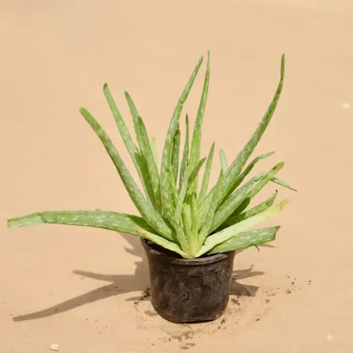 Aloe Vera in 4 Inch Nursery Pot
