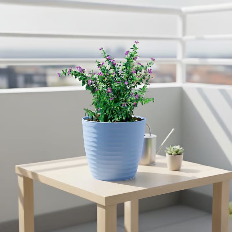 Gift Ready - Cuphea / False Heather Pink in 5 Inch Elvan Blue Avora Premium Plastic Planter