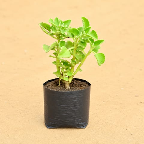 Ajwain Plant in 4 inch Nursery Bag