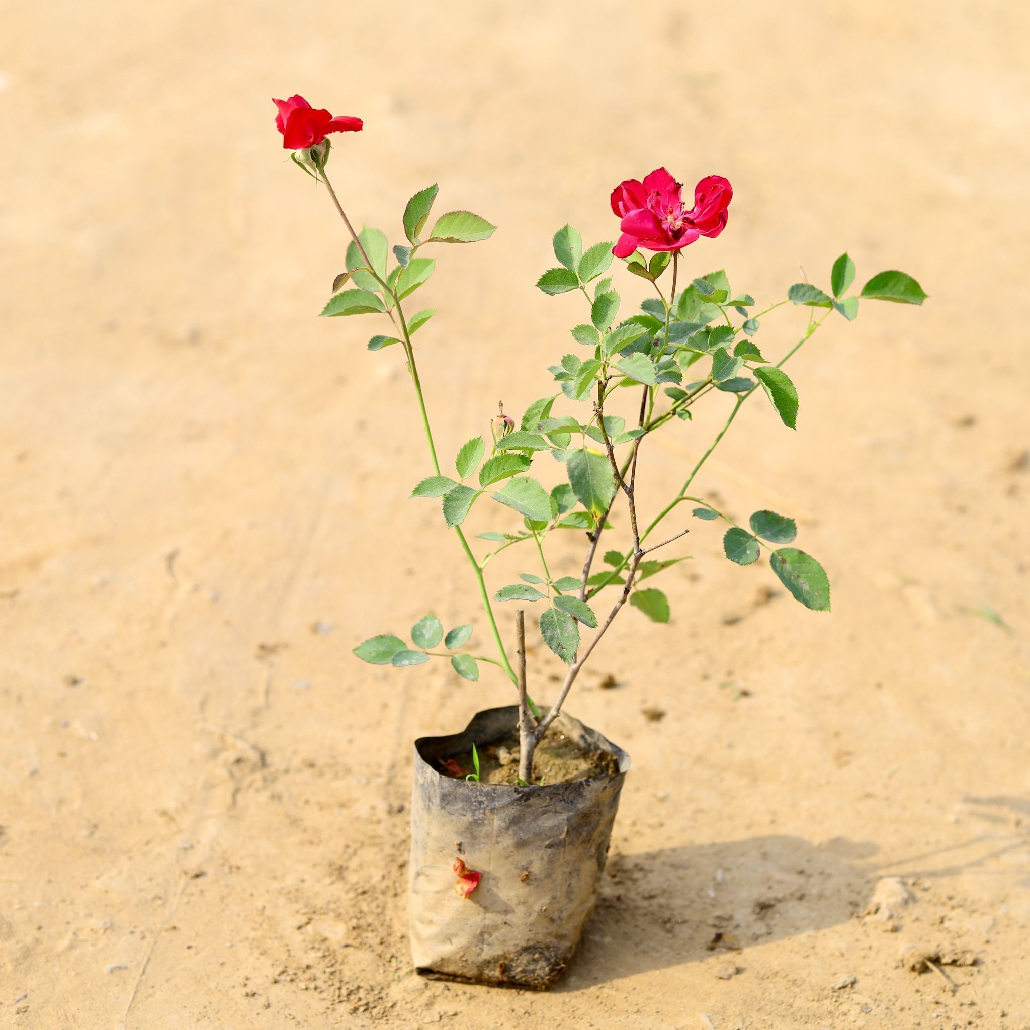 Desi Rose (red) in 4 Inch Nursery Bag