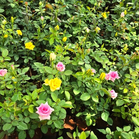 Rose / Gulab (Any Colour) in 4 Inch Nursery Bag