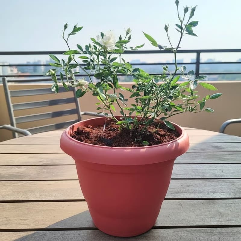Button Rose / Gulab White in 8 Inch Terracotta Red Classy Plastic Pot