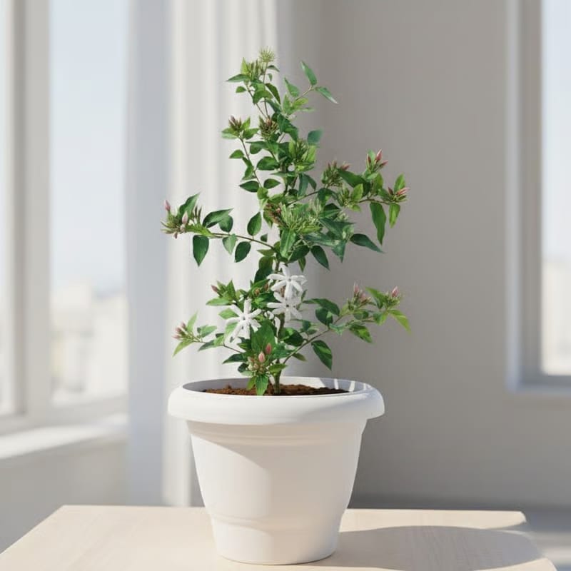 Kakda Mallige / Star Jasmine in 8 Inch White Classy Plastic Pot