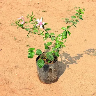 Hibiscus / Gudhal Pink in 7 Inch Nursery Bag