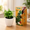 50 Syngonium Plants in 4 Inch Classy White Cup Ceramic Pots - in Premium Gifting Box for bulk corporate gifts