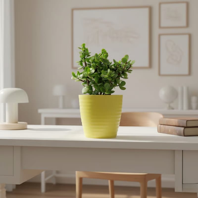 Jade / Crassula Ovata Succulent in 5 Inch Bloom Yellow Avora Premium Plastic Planter