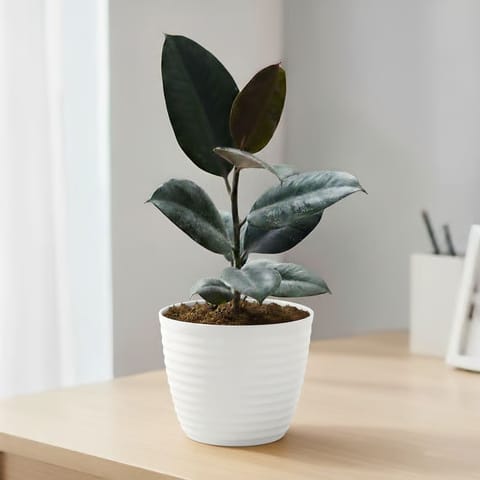 Rubber Black in 5 Inch White Avora Premium Plastic Planter
