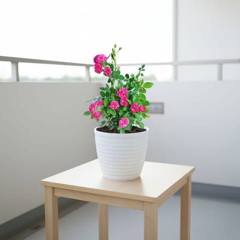 Button Rose / Gulab Pink in 6 Inch Live Fresh Plant White Avora Premium Plastic Planter in Sector 25