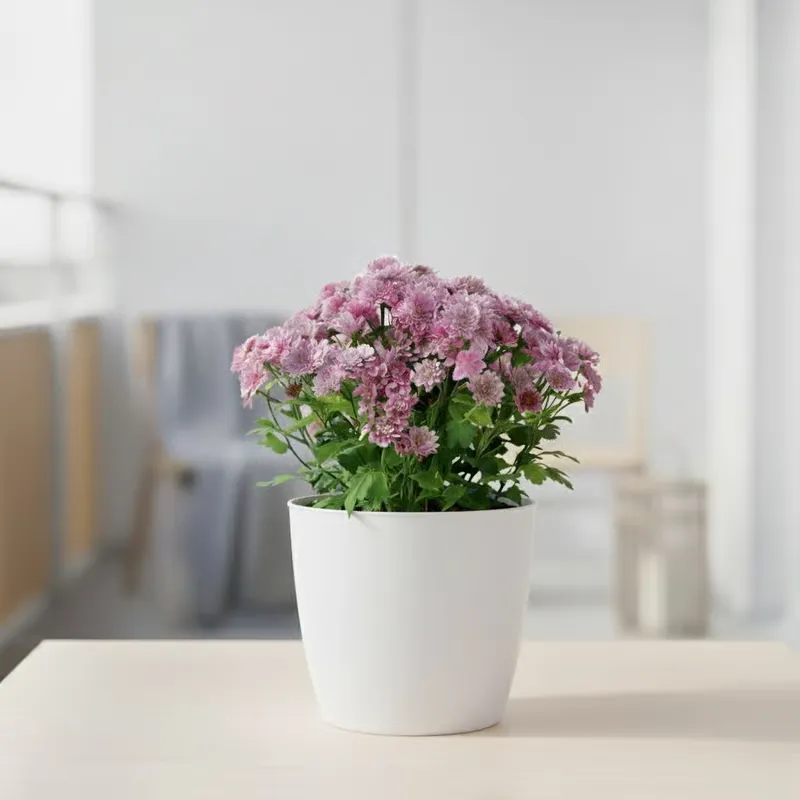 Chrysanthemum / Shevanti / Guldawari (Any Colour) in 4 Inch White Classy Cup Ceramic Pot