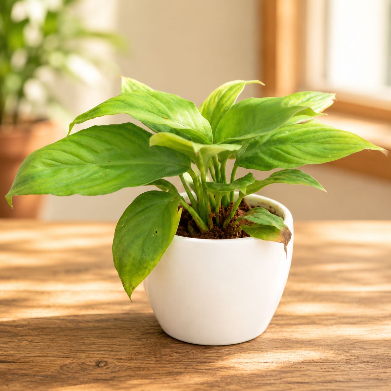 Gift Ready - Peace Lily in 4 Inch White Classy Cup Ceramic Pot