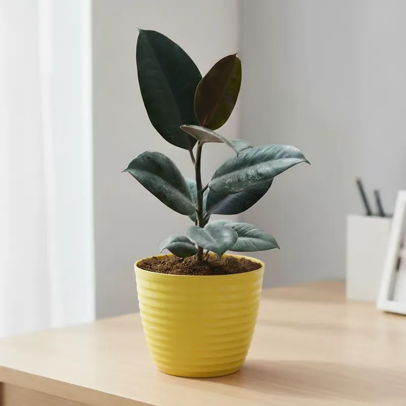 Gift Ready - Rubber Black in 5 Inch Bloom Yellow Avora Premium Plastic Planter
