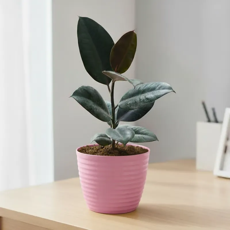 Gift Ready - Rubber Black in 5 Inch Candy-Blush Pink Avora Premium Plastic Planter