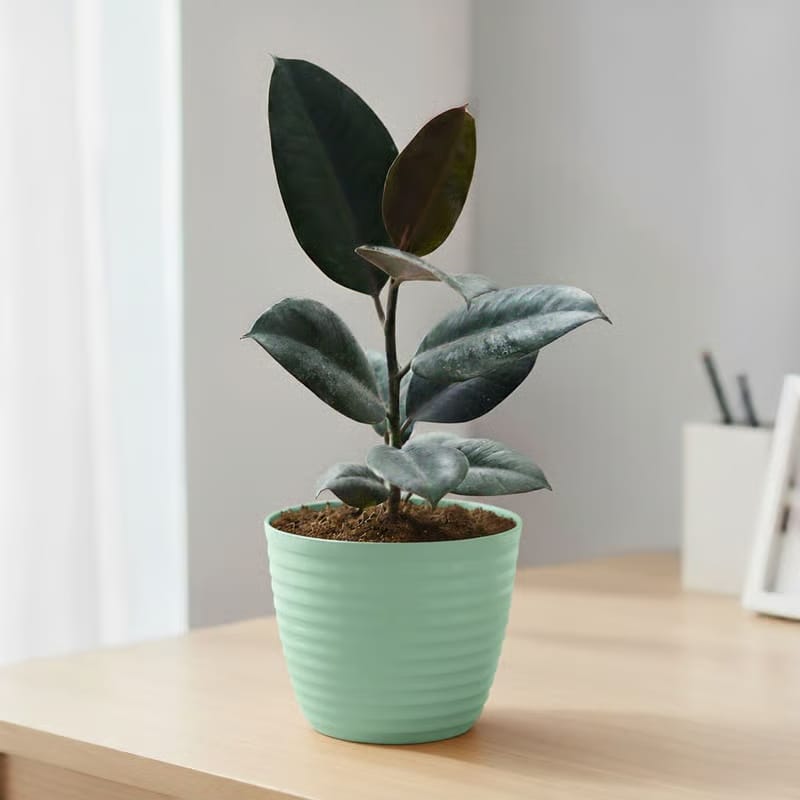 Gift Ready - Rubber Black in 5 Inch Pastel Green Avora Premium Plastic Planter