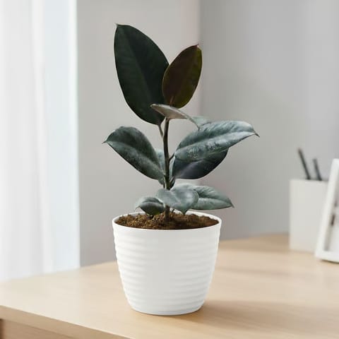Gift Ready - Rubber Black in 5 Inch White Avora Premium Plastic Planter