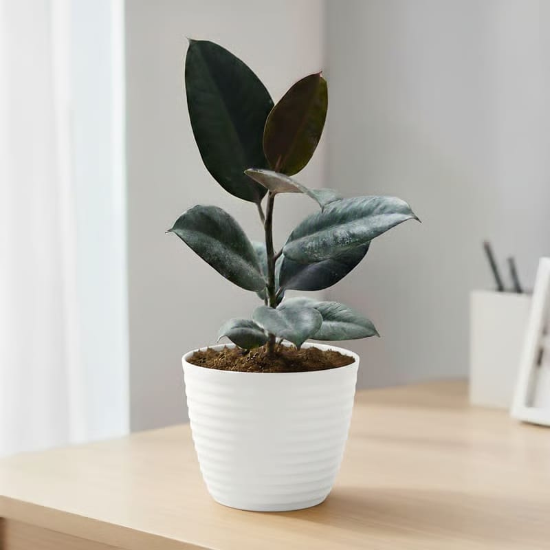 Gift Ready - Rubber Black in 5 Inch White Avora Premium Plastic Planter