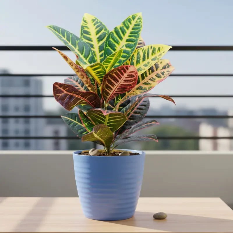 Gift Ready - Croton Petra in 5 Inch Elvan Blue Avora Premium Plastic Planter