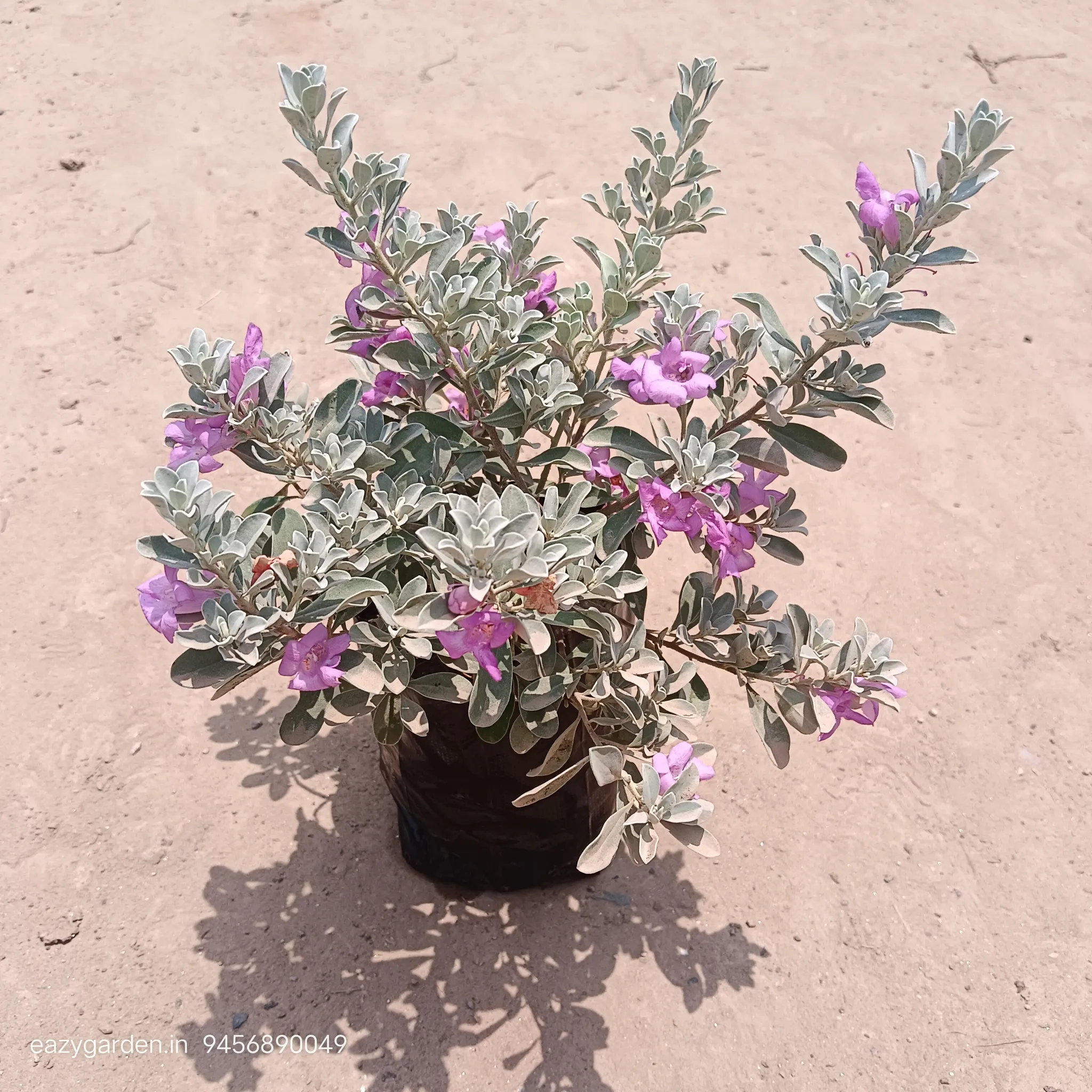 Nikodia / Texas Sage In 6 Inch Nursery Bag
