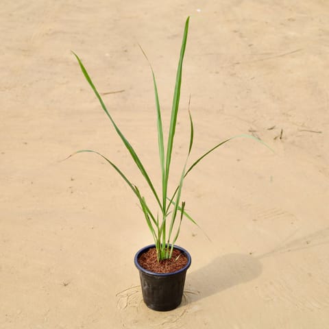 Lemon Grass in 5 Inch Black Nursery Pot
