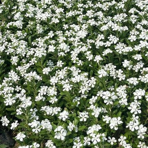 Set of 3 - Periwinkle / Vinca / Sadabahar White in 3 Inch Nursery Bag
