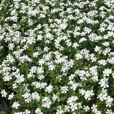 Set of 3 - Periwinkle / Vinca / Sadabahar White in 3 Inch Nursery Bag