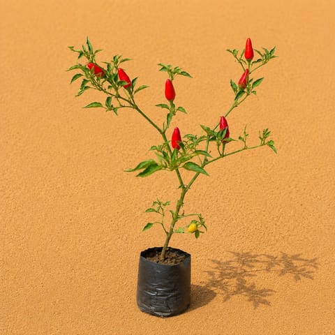 Mirchi / Chili Plant in 3 Inch Nursery Bag