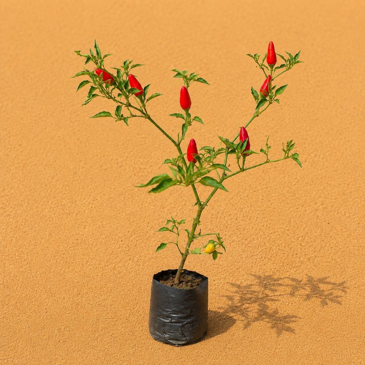 Mirchi / Chili Plant in 3 Inch Nursery Bag