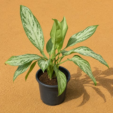 Aglaonema Cutleaf in 8 Inch Live Fresh Plant Nursery Pot in Kurla Mumbai