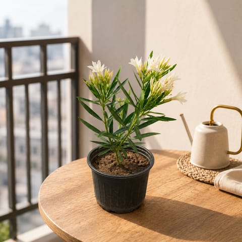 Kaner / Oleander White in 6 Inch Nursery Pot