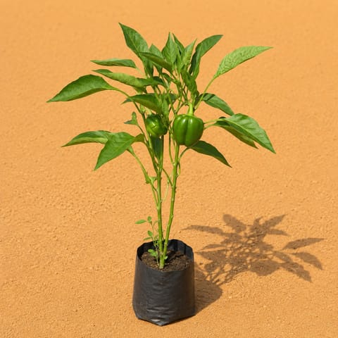 Capsicum / Shimla Mirch in 4 Inch Nursery Bag | Vegetable Plant