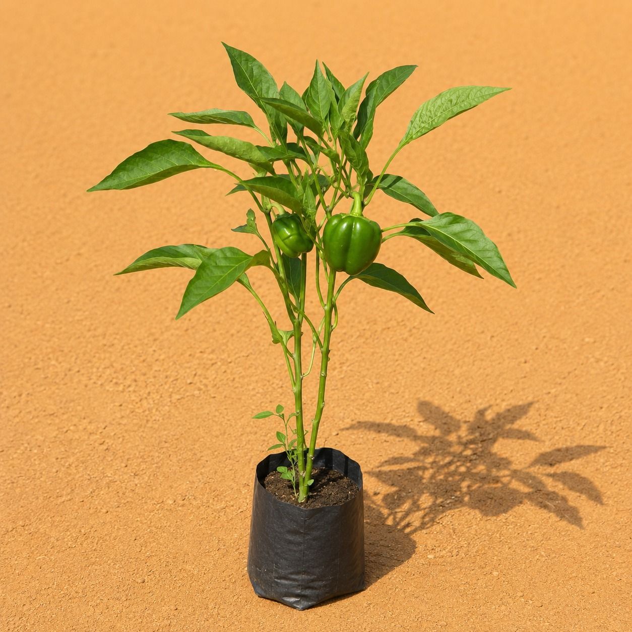 black magic plant Colocasia Esculenta 'Black Magic' Taro (Bare Root) main image 1