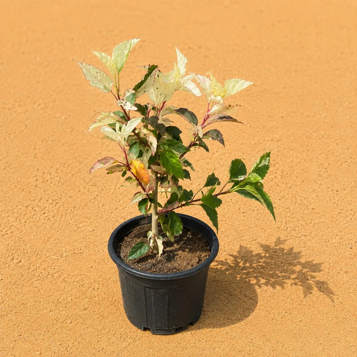 Hibiscus Vareigated in 6 Inch Nursery pot