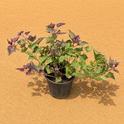 Ipomea Vareigated in 6 Inch Nursery Pot