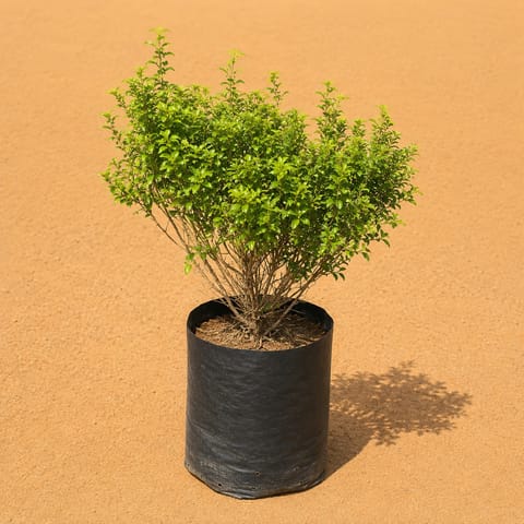 Malpighia Ball - 3 ft (6 years old) in 10 Inch Live Fresh Plant Nursery bag in Dharavi Mumbai