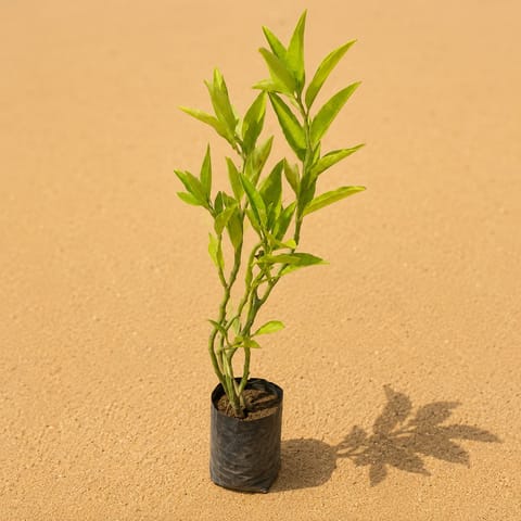 Pedilianthus Green / Devil's Backbone in 4 Inch Nursery Bag