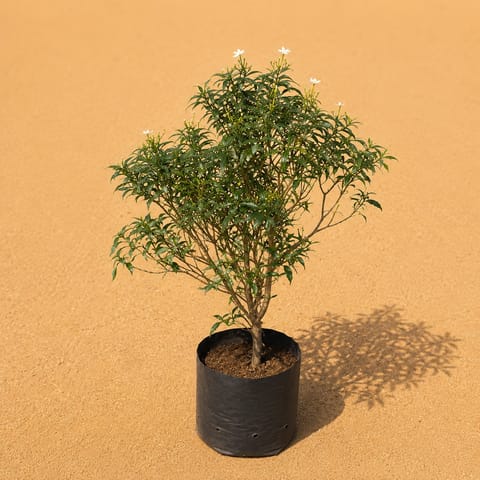 Dwarf Chandni Ball (~3ft) - 3 years old in 10 inch Nursery Bag
