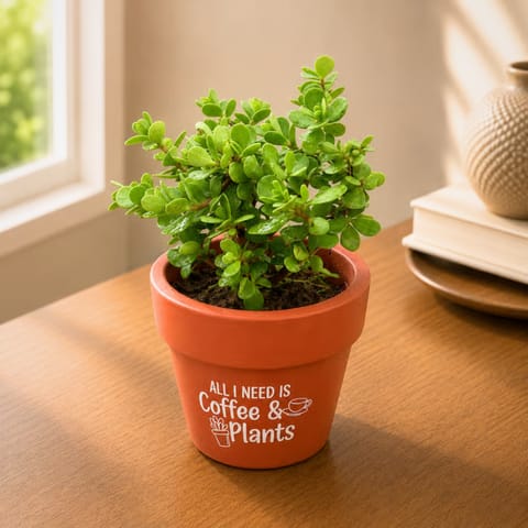 Jade in 4 Inch Brew & Blosssom Premium Clay Terracotta Planter - in Premium Gifting Box