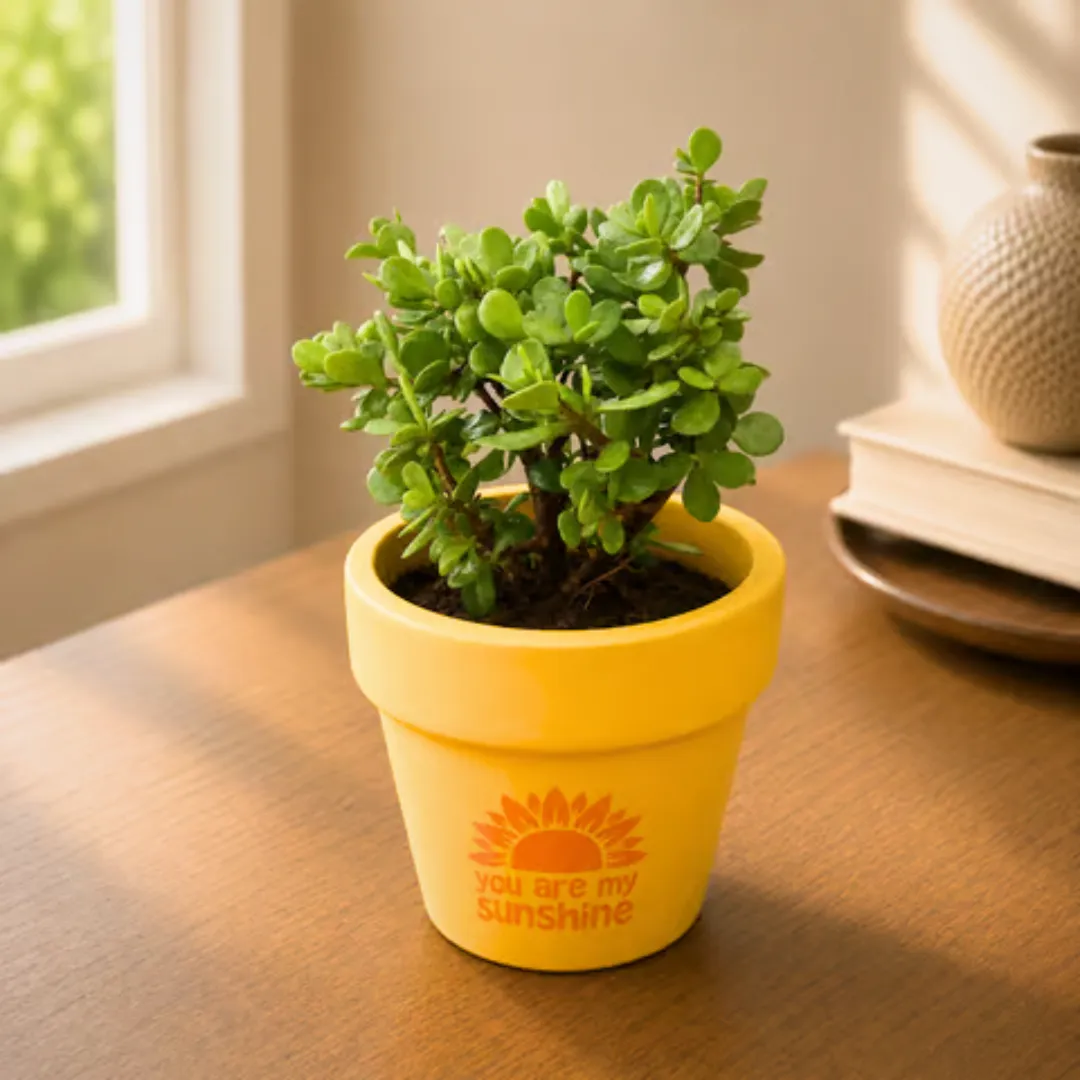 Jade in 4 Inch Happy Sunshine Premium Clay Terracotta Planter - in Premium Gifting Box