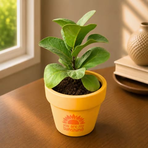 Fiddle Leaf Fig in 4 Inch Happy Sunshine Premium Clay Terracotta Planter - in Premium Gifting Box